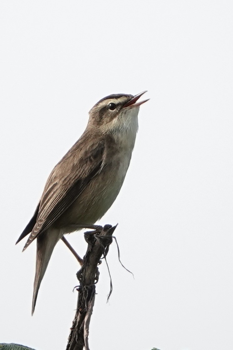 Sedge Warbler - David Oulsnam