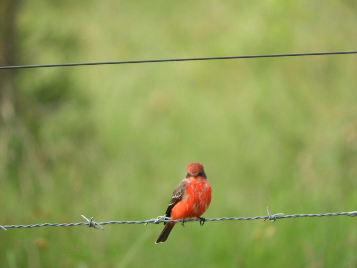 Vermilion Flycatcher - ML618894138