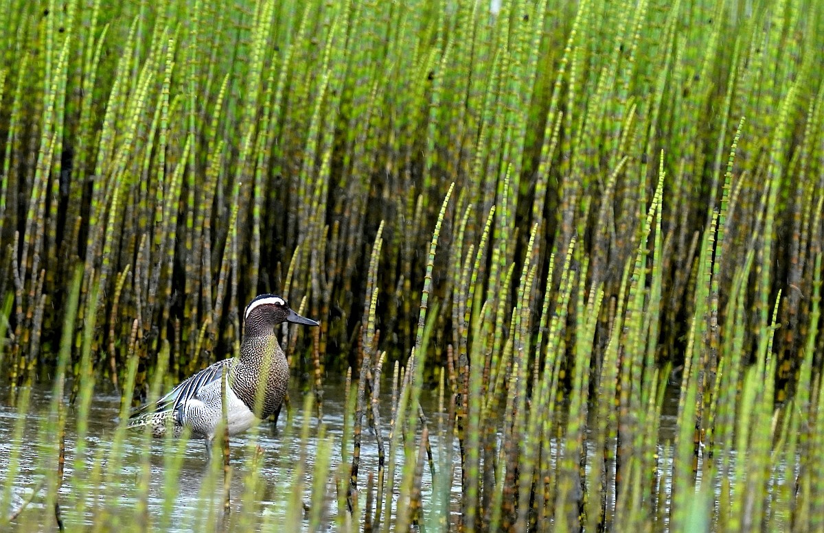 Garganey - ML618894141