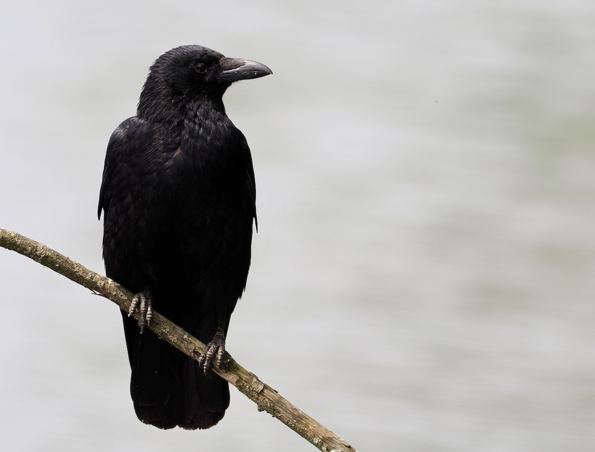 Carrion Crow - Cheryl Cooper