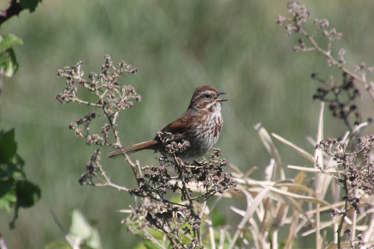 Song Sparrow - Scott Kramer