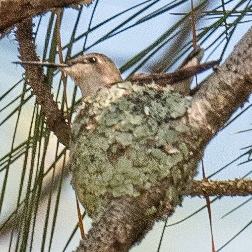 Ruby-throated Hummingbird - Liling Warren