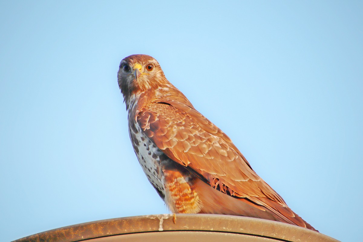 Common Buzzard - ML618894175