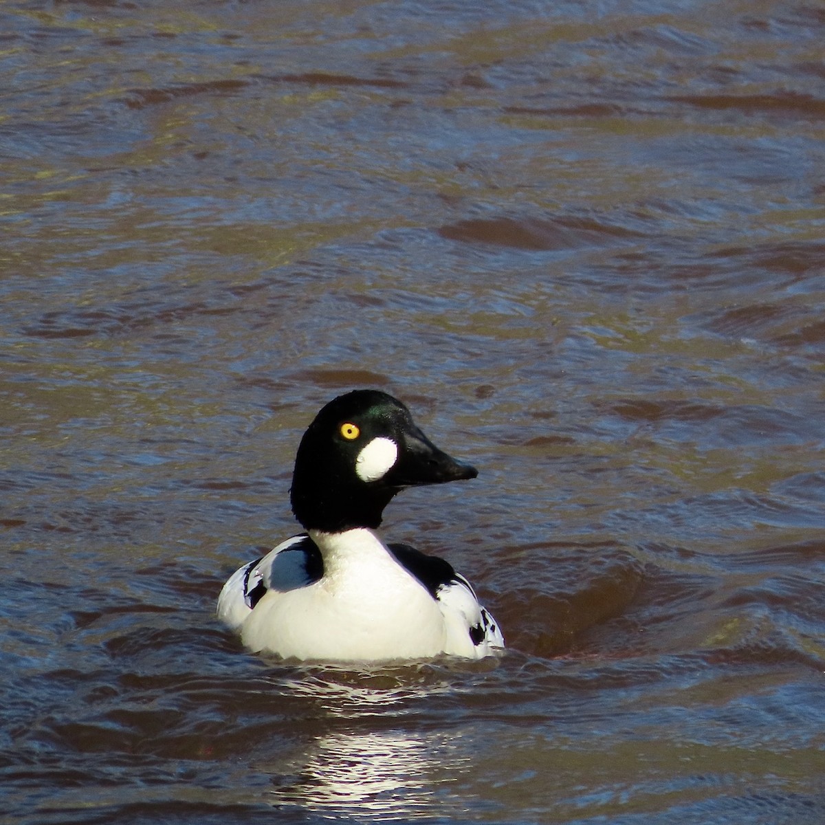 Common Goldeneye - Erkki Lehtovirta