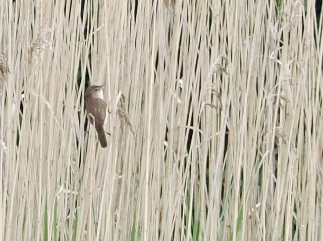 Common Reed Warbler - Cheryl Cooper