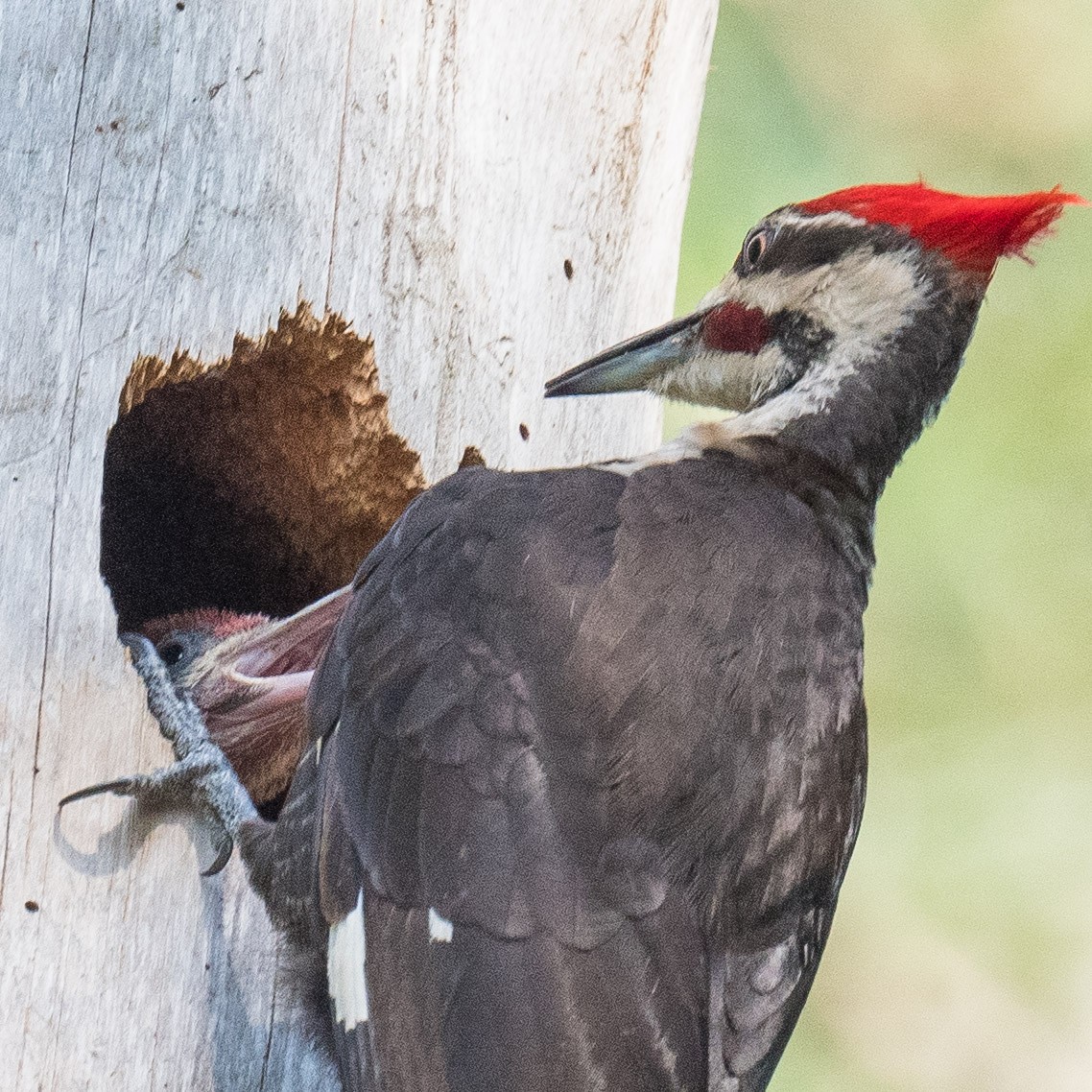 Pileated Woodpecker - Liling Warren