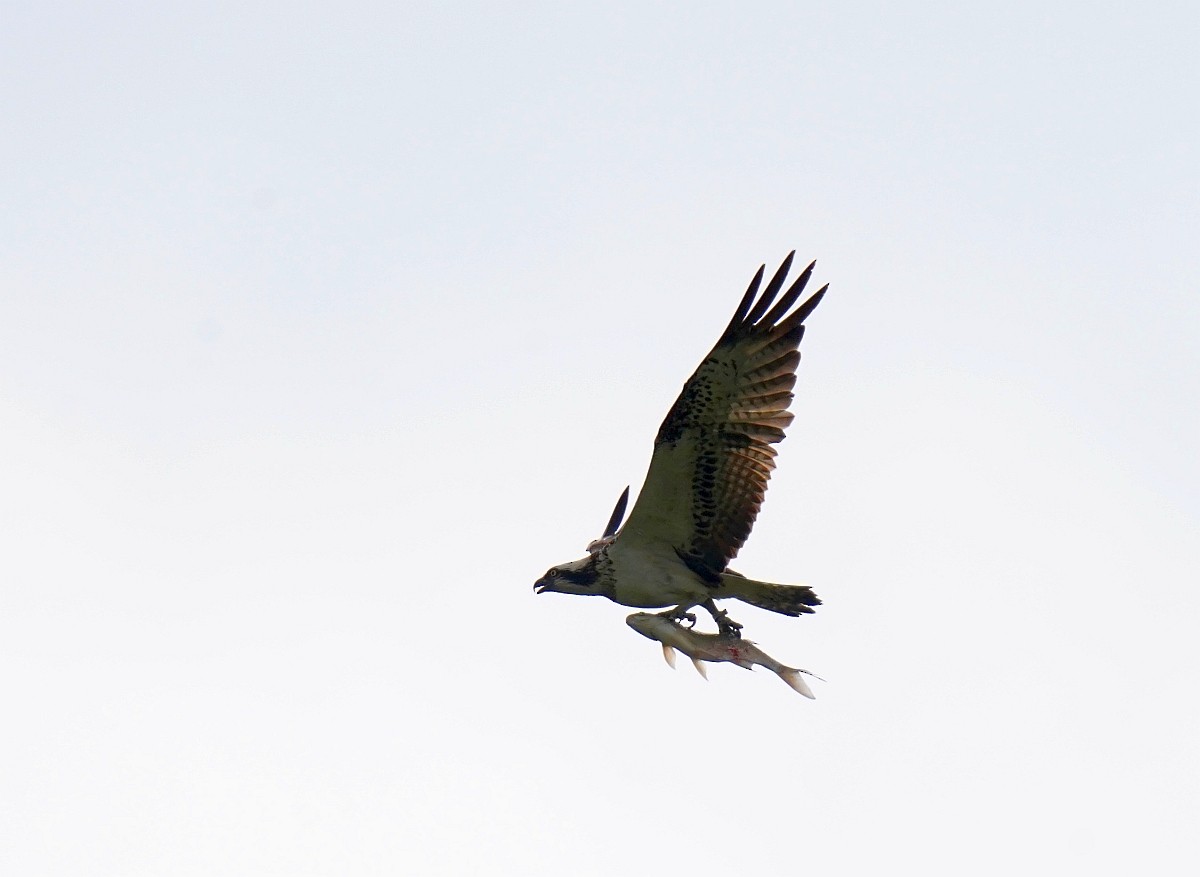 Águila Pescadora - ML618894196