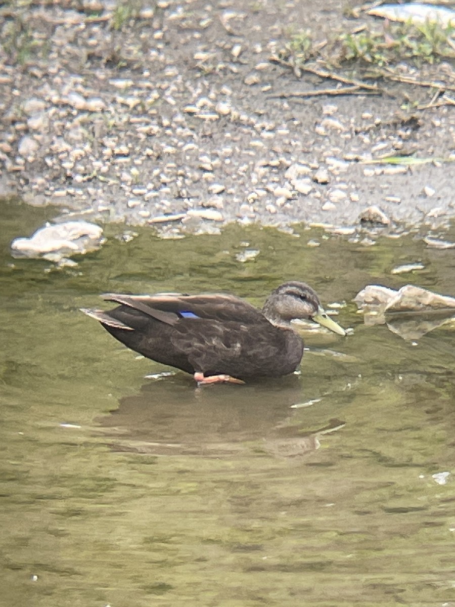 American Black Duck - Jean Kostin