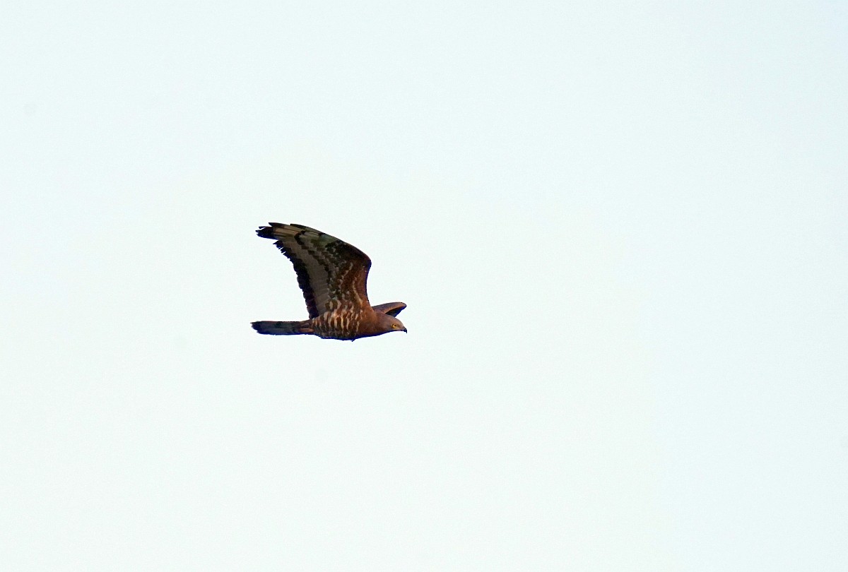 European Honey-buzzard - ML618894201