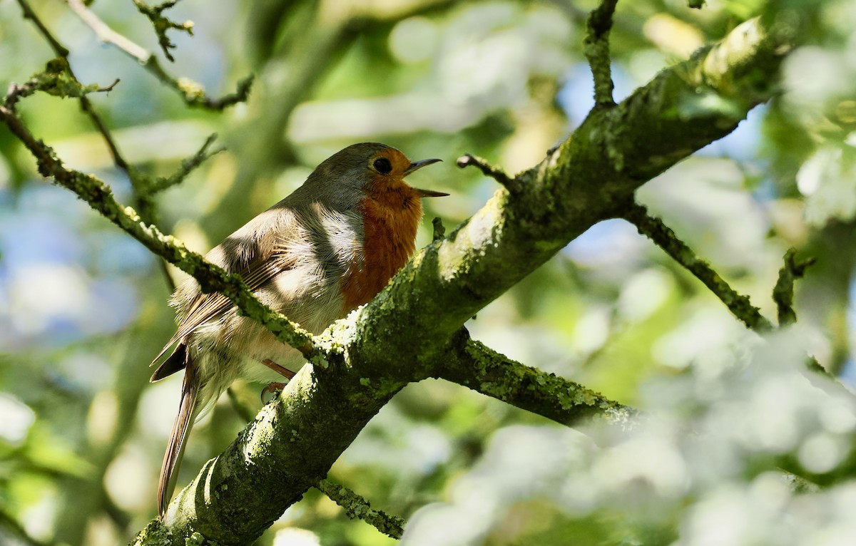 European Robin - Cheryl Cooper