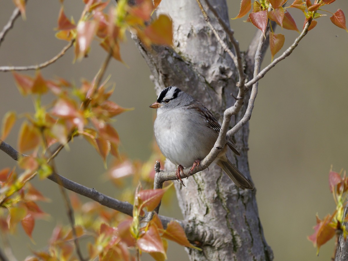 White-crowned Sparrow - Matthew Husson
