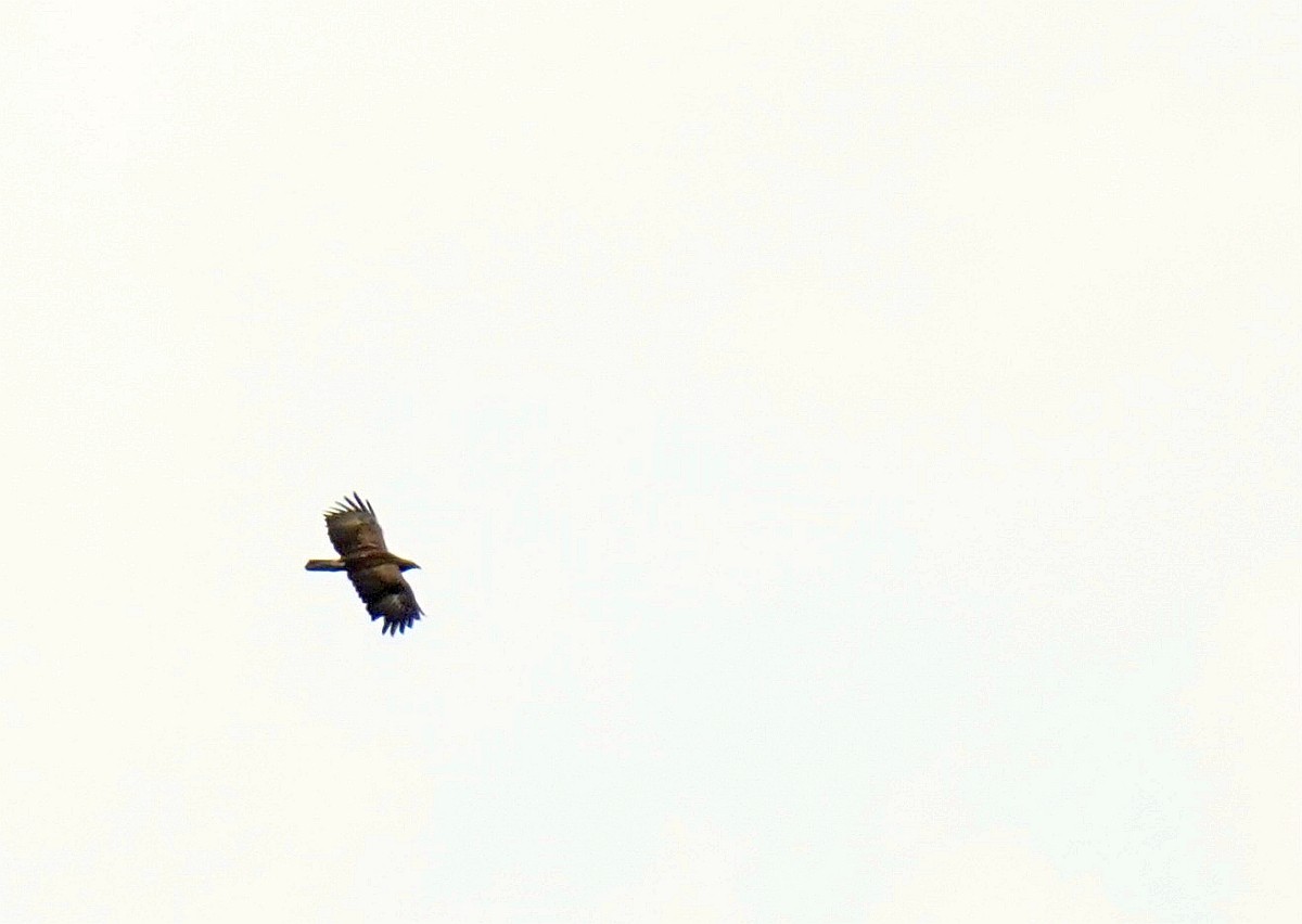 Lesser Spotted Eagle - ML618894210