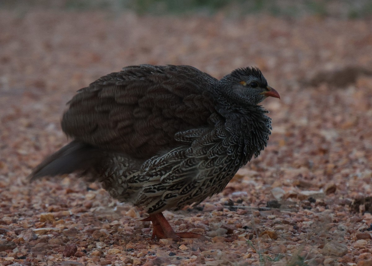 Natal Spurfowl - ML618894217