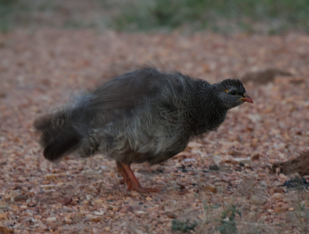 Natal Spurfowl - ML618894218