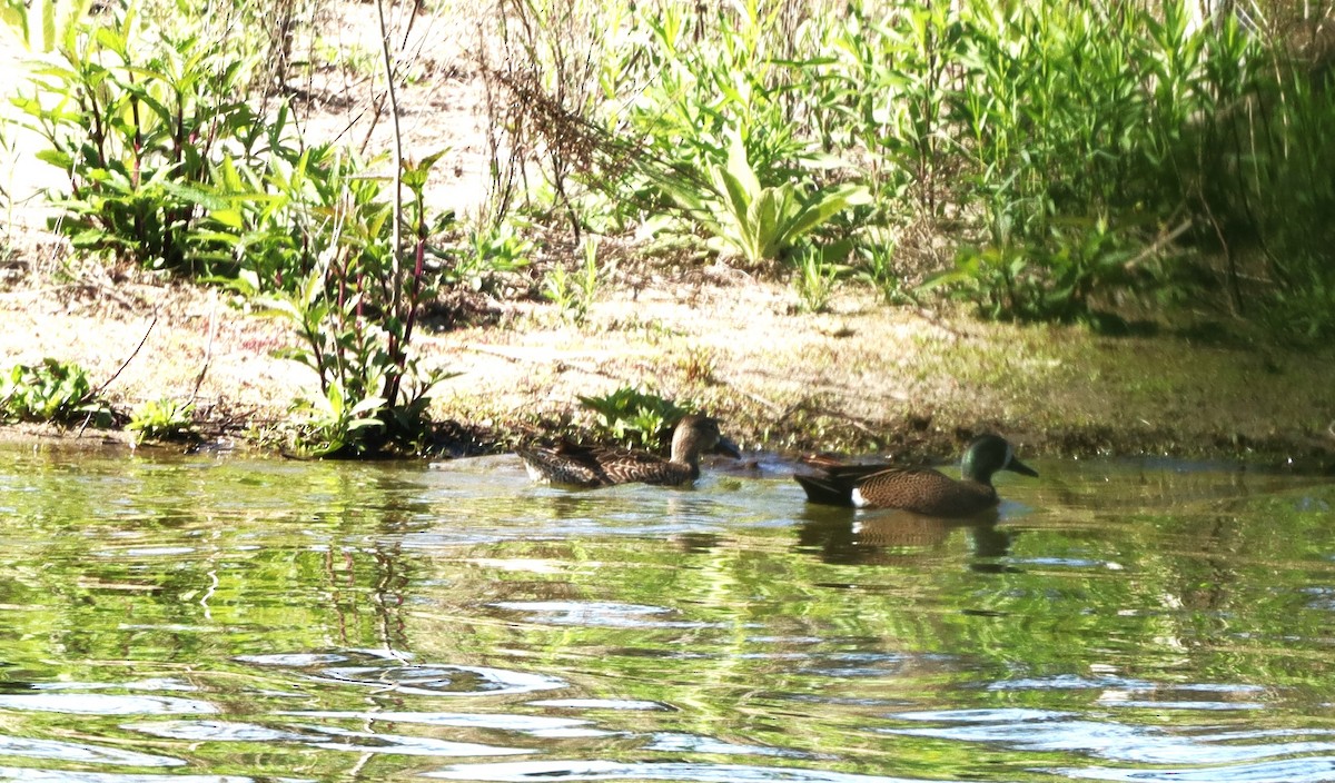 Blue-winged Teal - Charlotte Croshaw