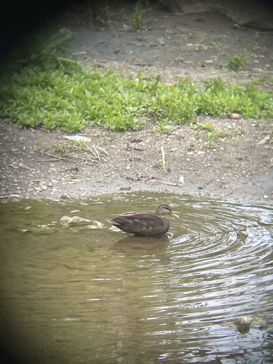 アメリカガモ - ML618894255