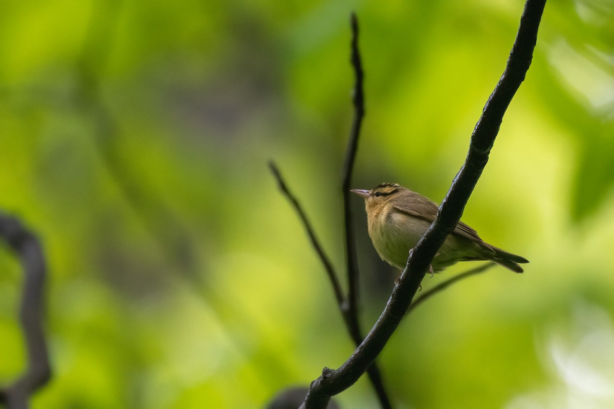 Worm-eating Warbler - Manuel Salgado