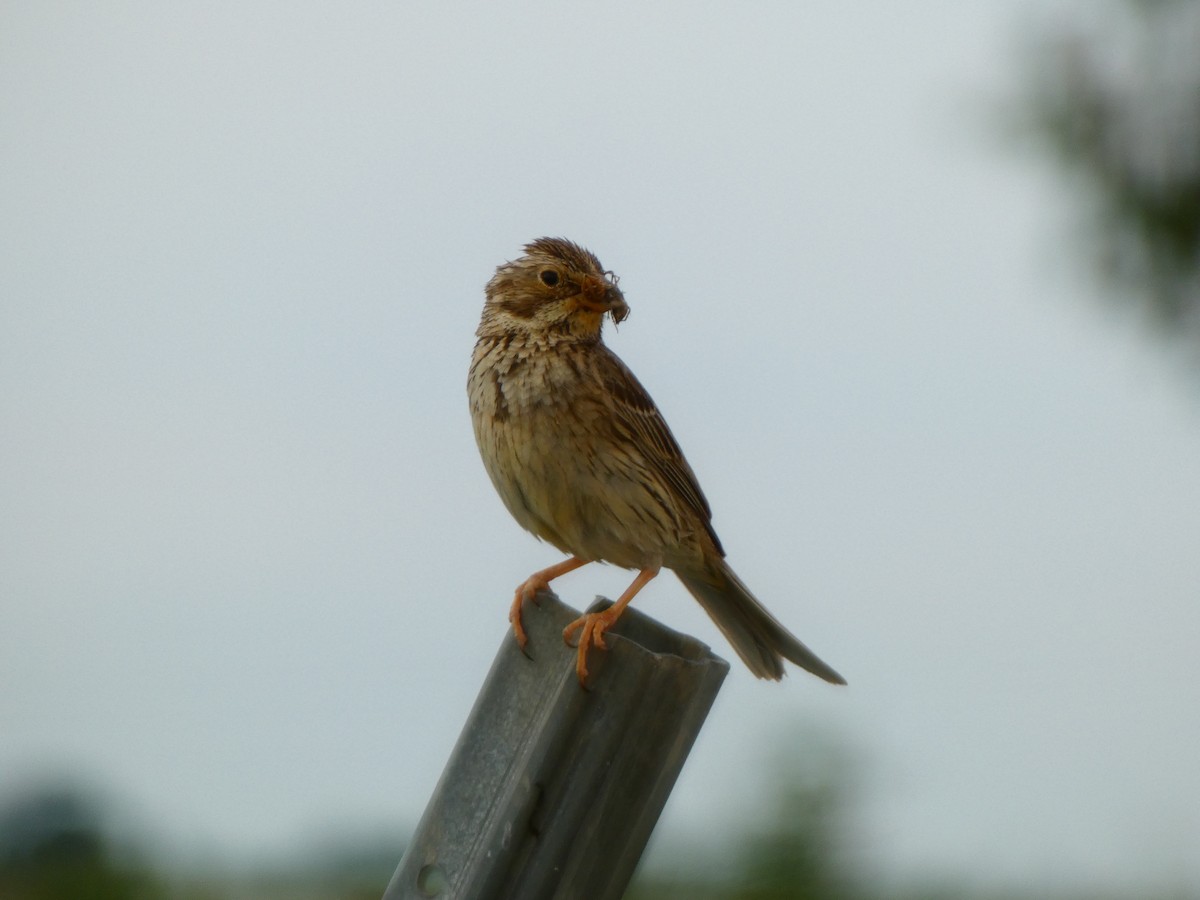 Corn Bunting - ML618894282