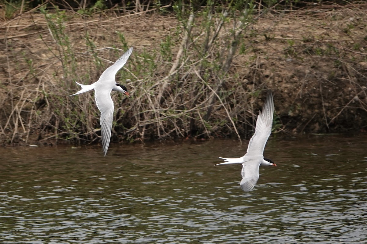 Common Tern - David Oulsnam