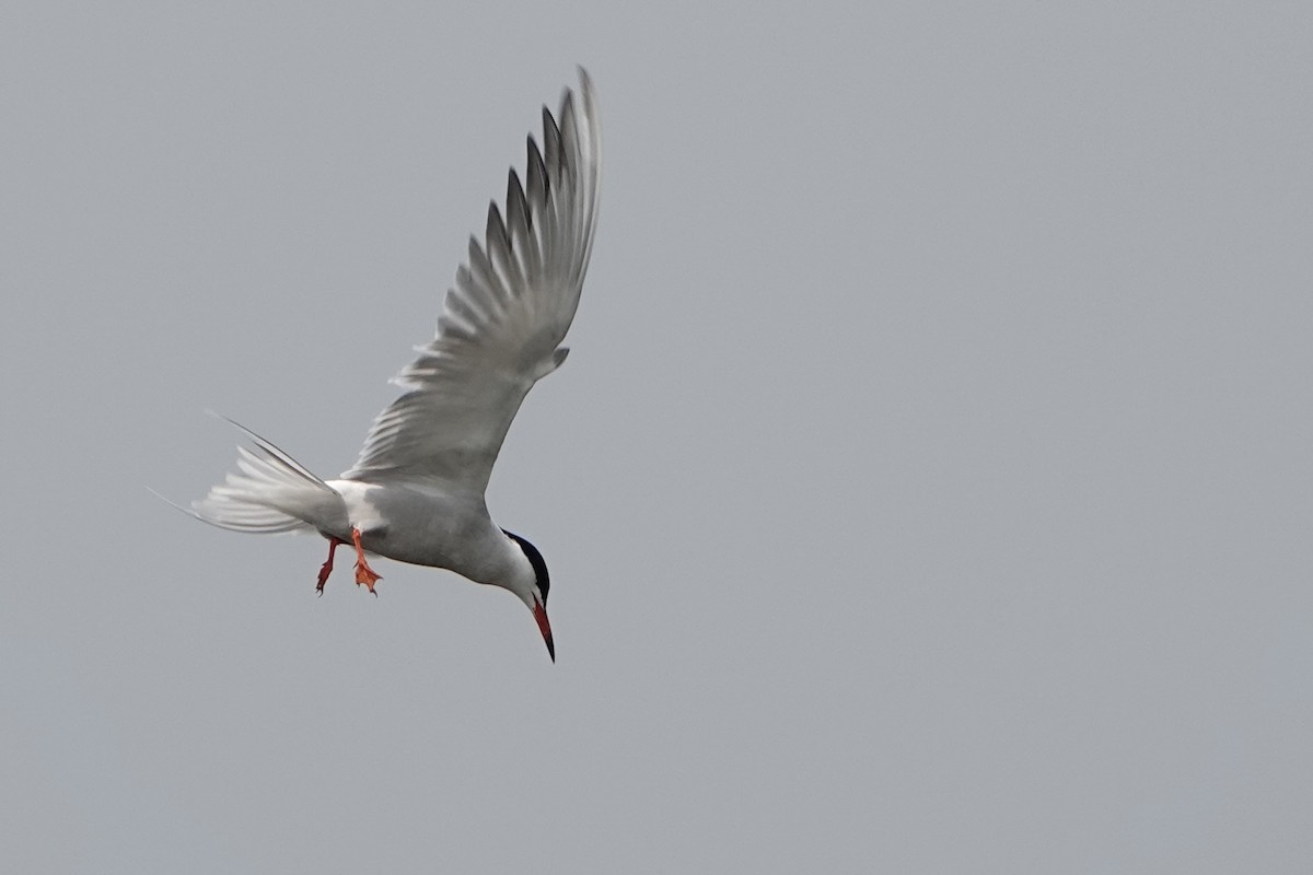 Common Tern - David Oulsnam