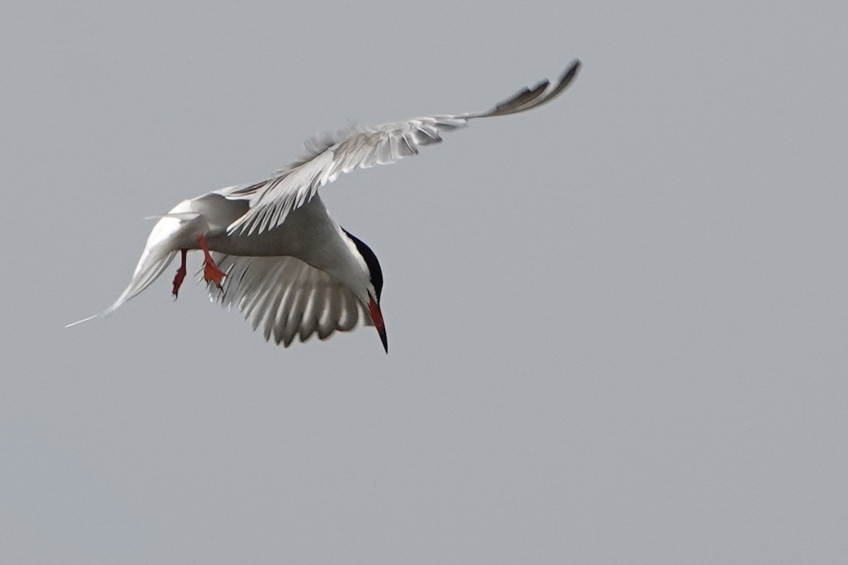 Common Tern - David Oulsnam