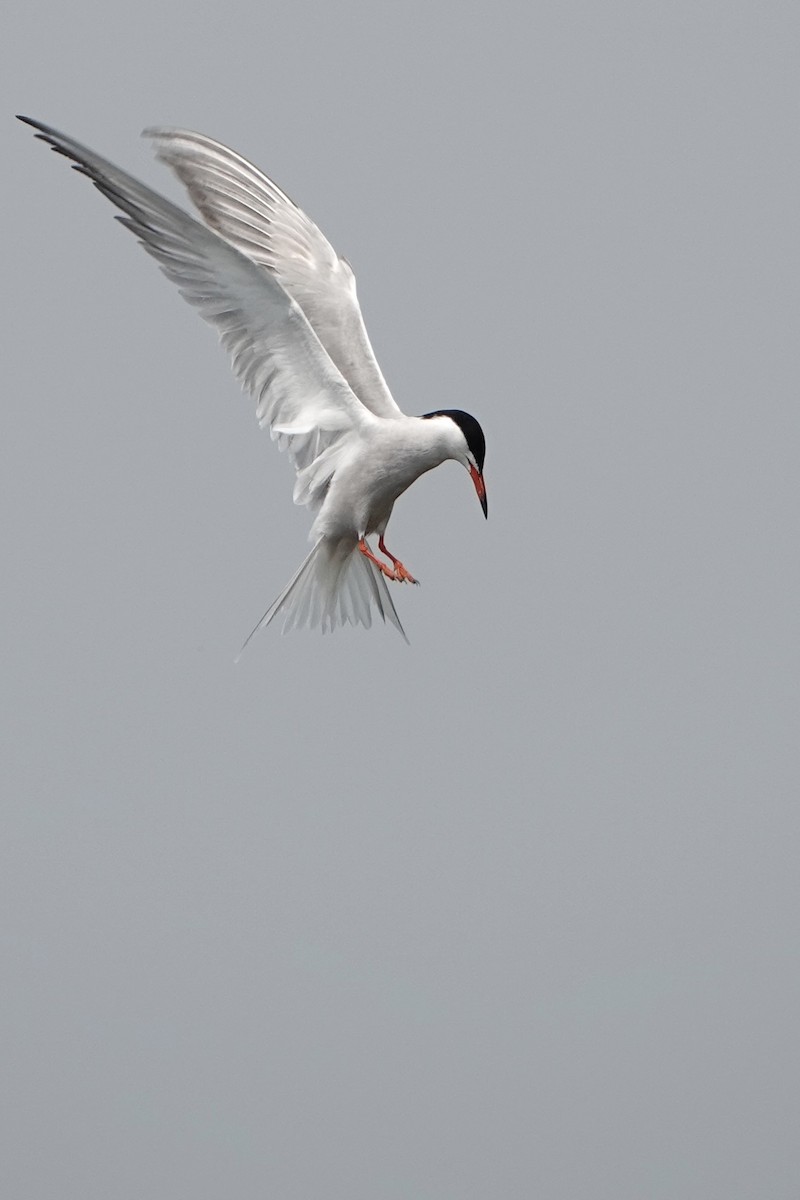 Common Tern - David Oulsnam