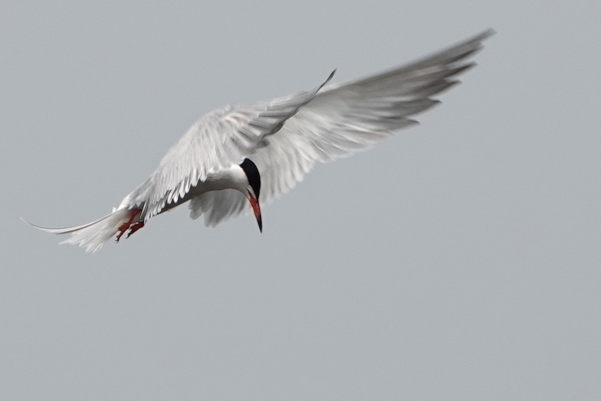 Common Tern - David Oulsnam