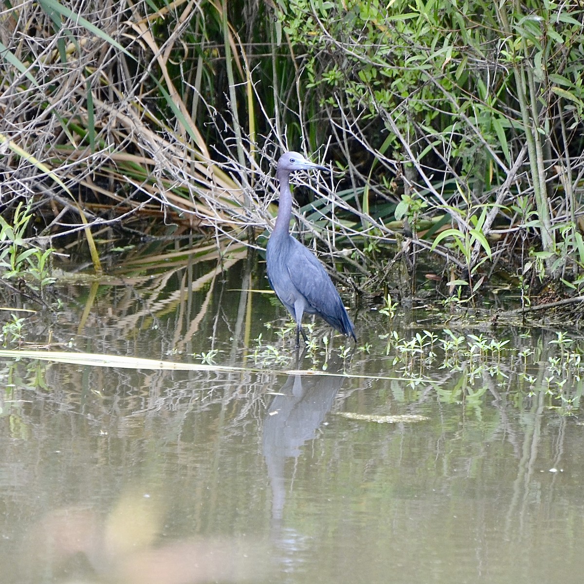 Garceta Azul - ML618894328