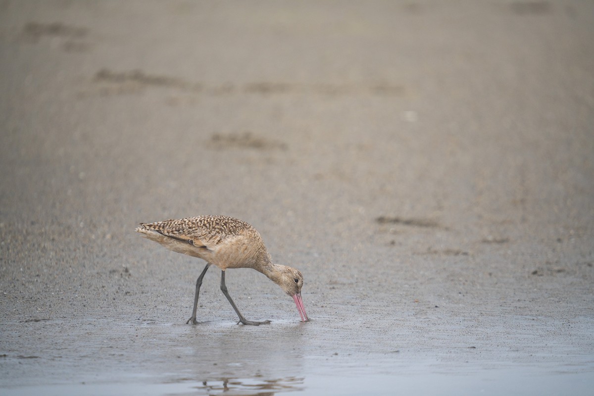 Marbled Godwit - Amanda Newlove