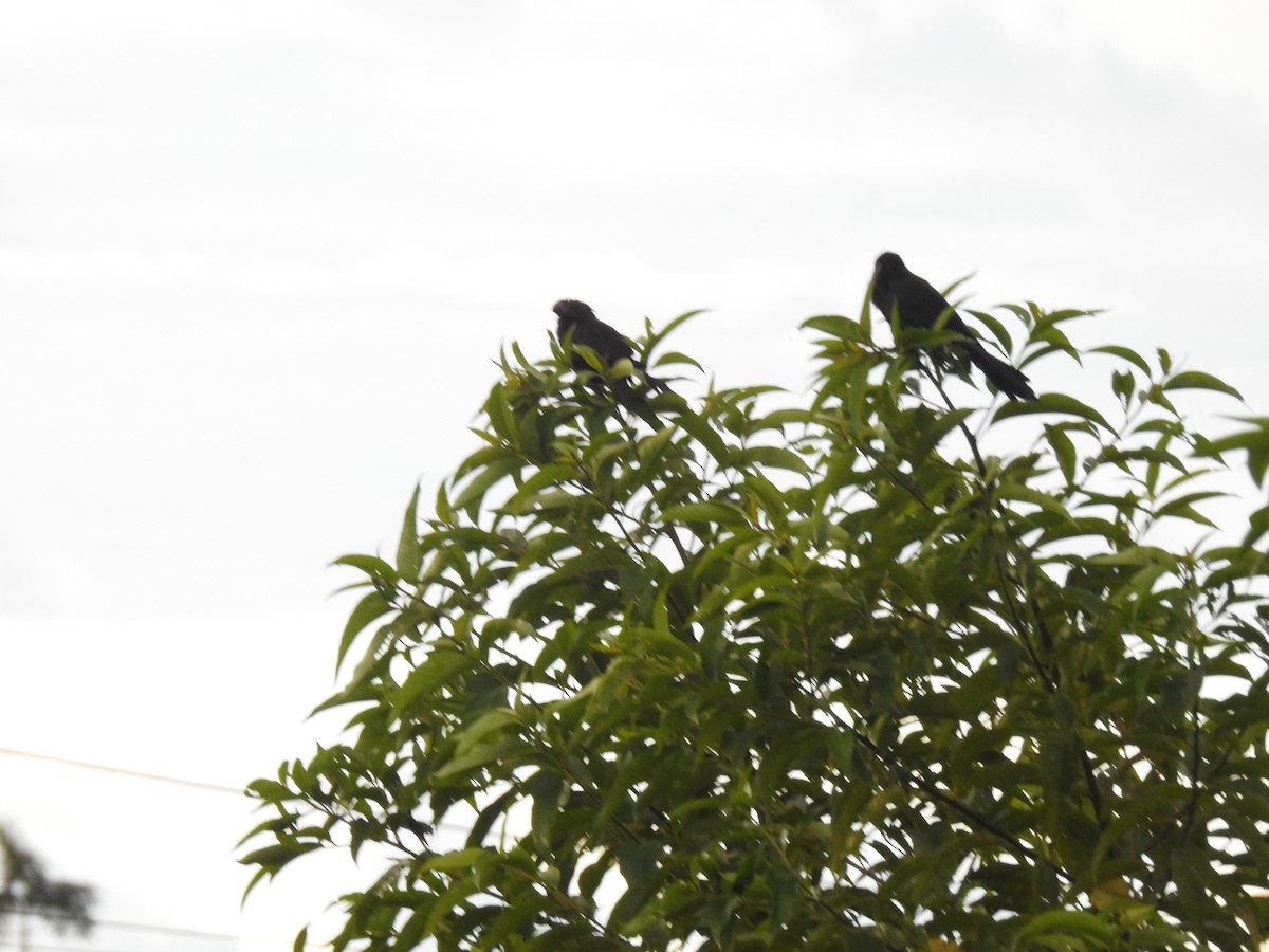 Smooth-billed Ani - ML618894333