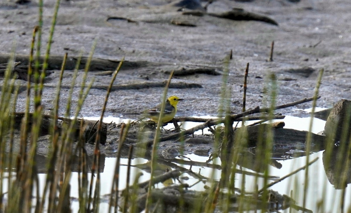 Citrine Wagtail - ML618894336