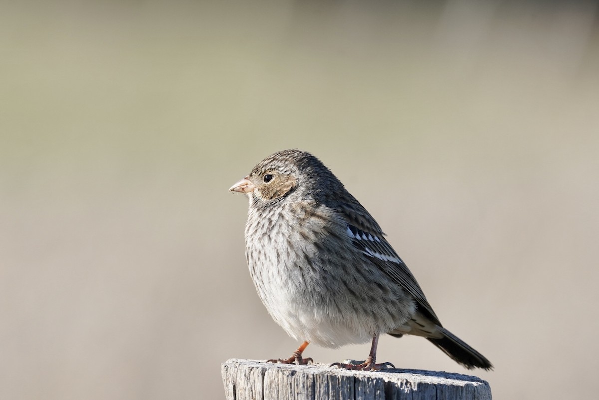 Mourning Sierra Finch - ML618894339