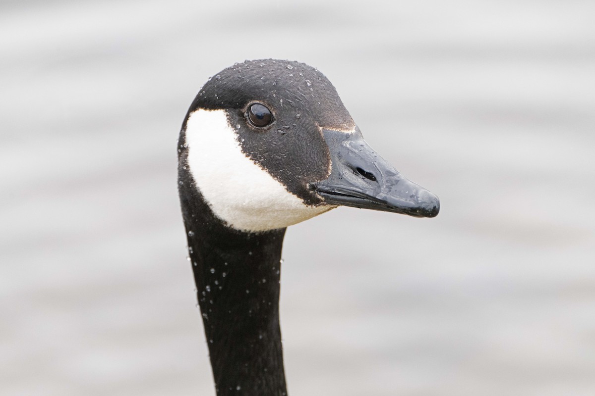 Canada Goose - Susan Elliott