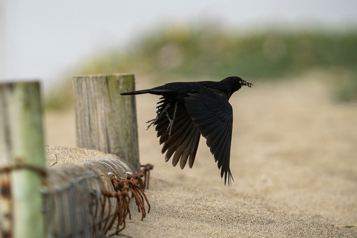 Brewer's Blackbird - Amanda Newlove