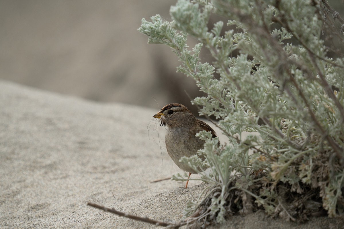 White-crowned Sparrow - Amanda Newlove