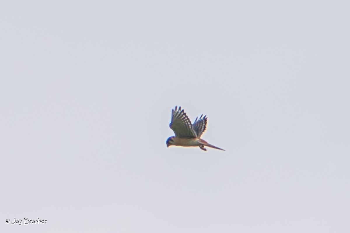 American Kestrel - ML618894376