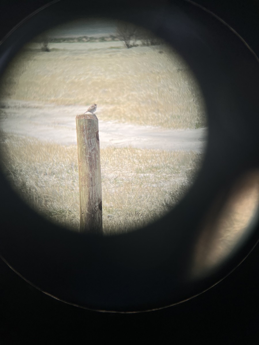 Grasshopper Sparrow - ML618894379