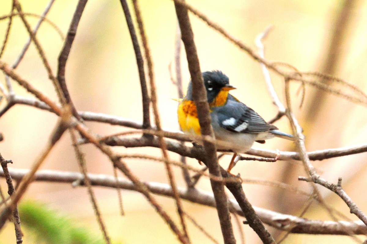 Northern Parula - Maurice Raymond