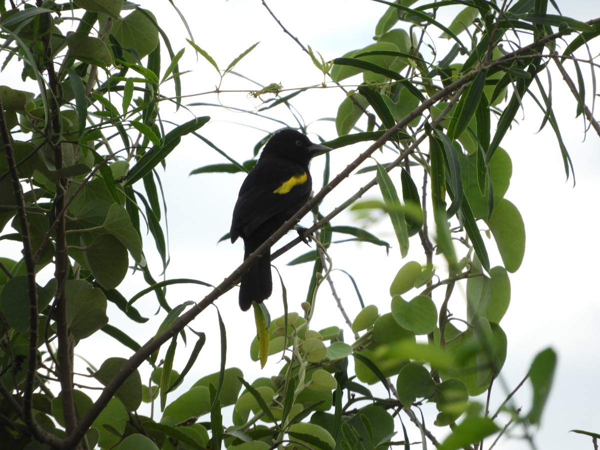 Golden-winged Cacique - Silvia Enggist