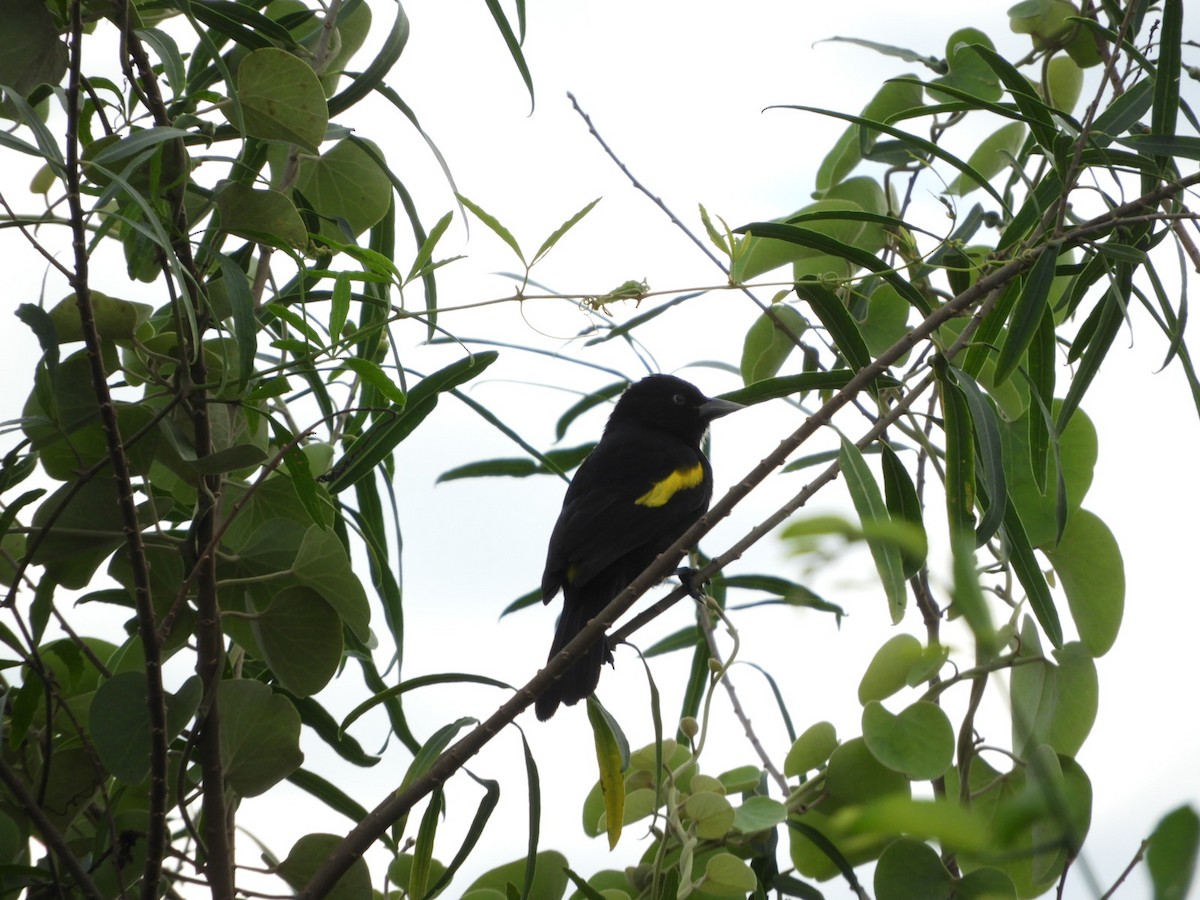 Golden-winged Cacique - Silvia Enggist