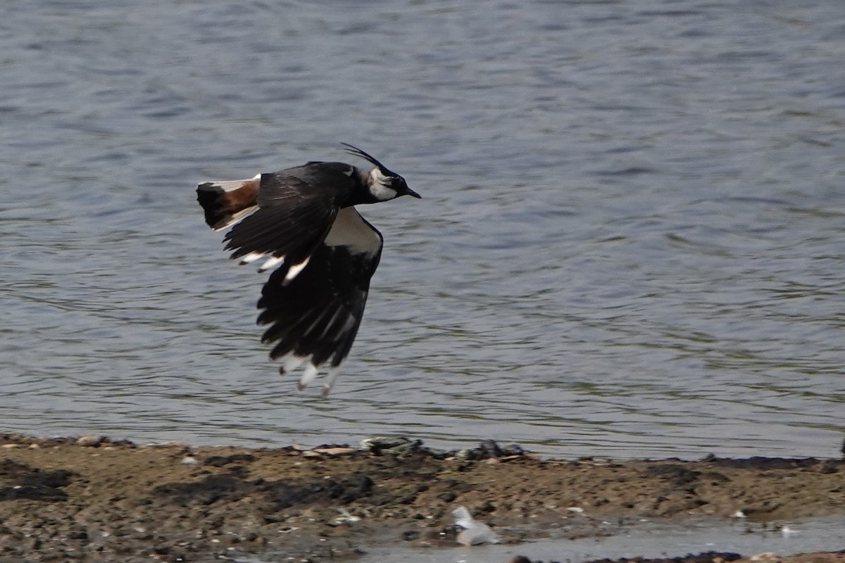 Northern Lapwing - David Oulsnam