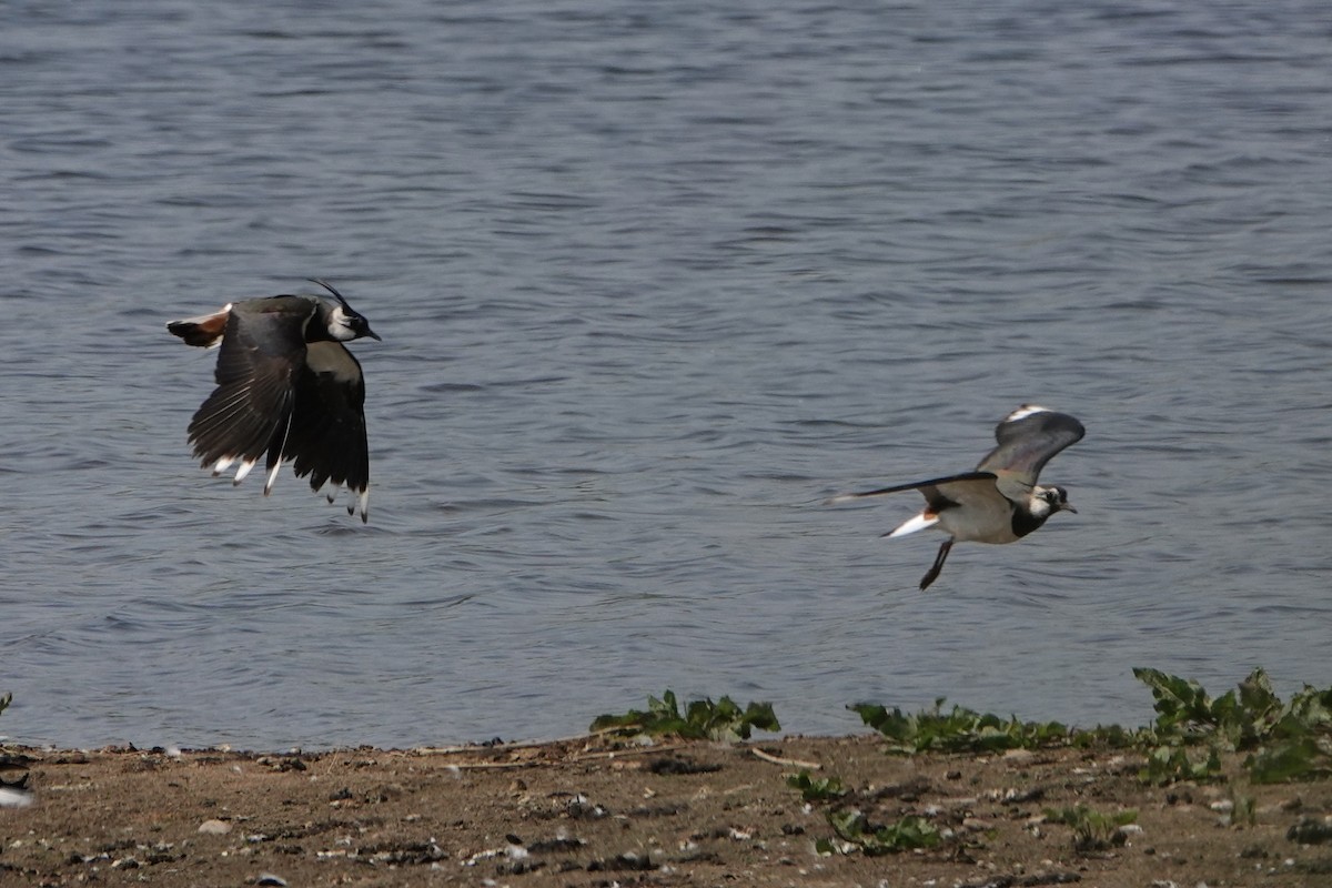 Northern Lapwing - David Oulsnam