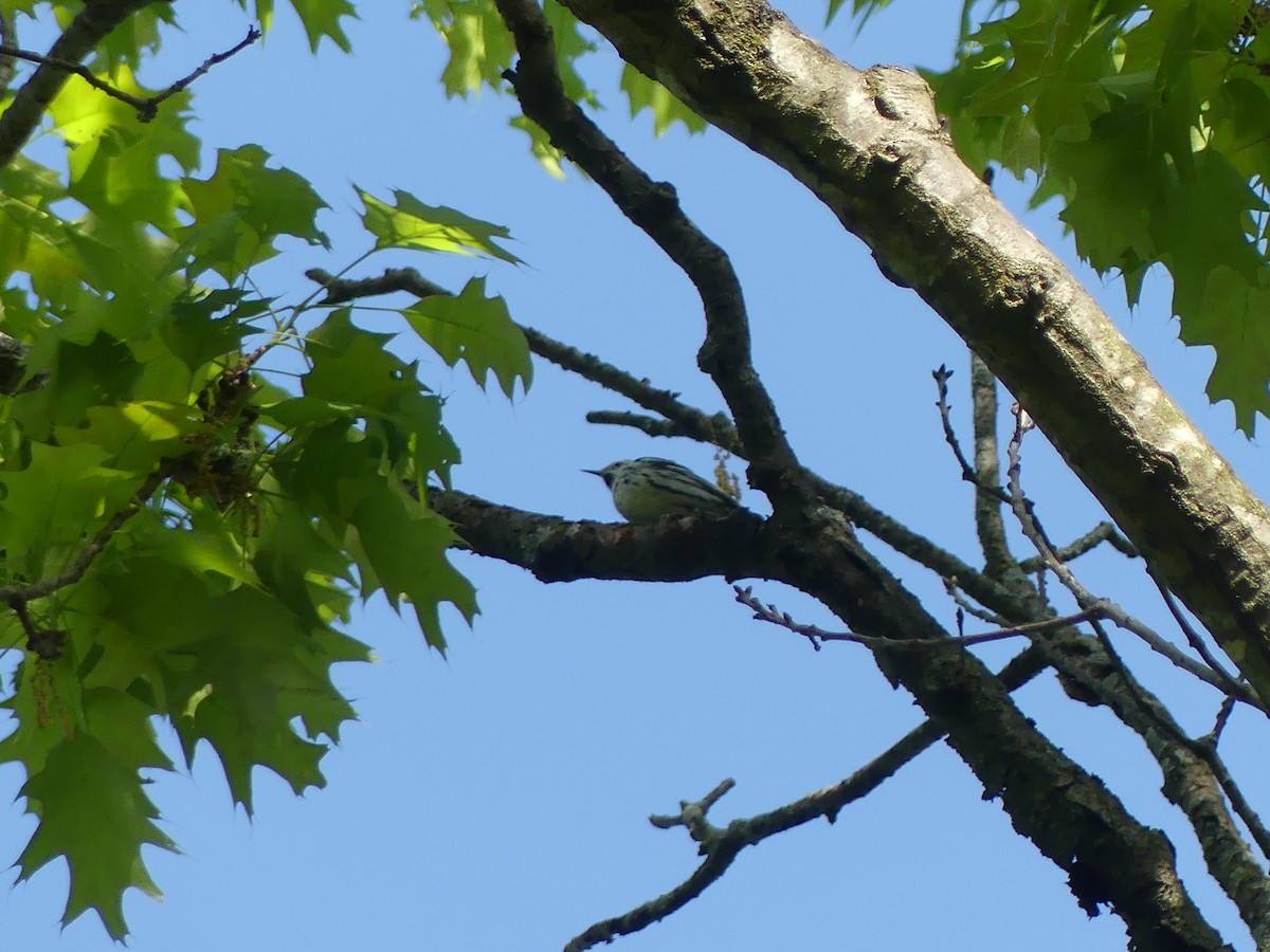 Black-and-white Warbler - ML618894420