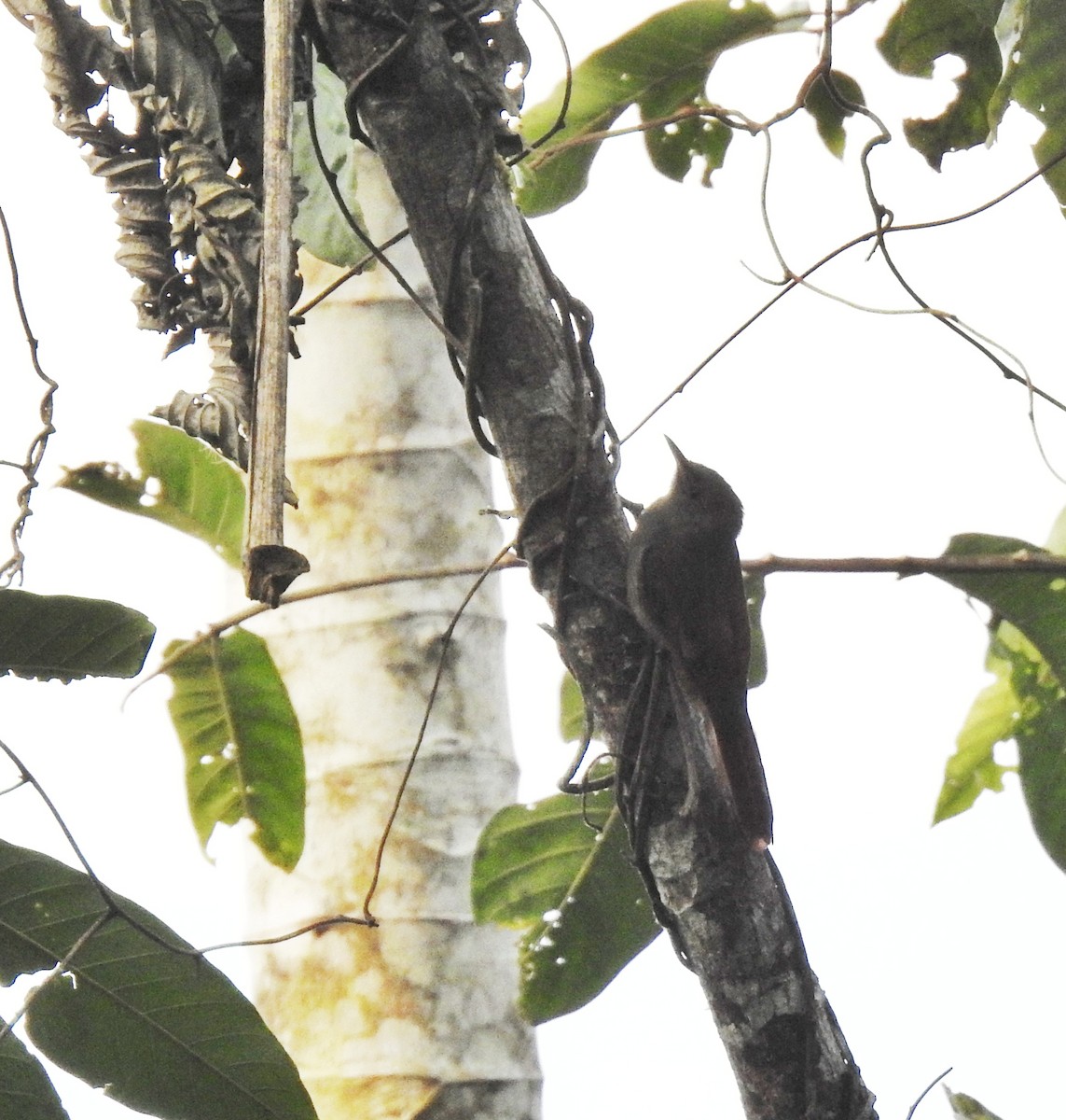 Olivaceous Woodcreeper - ML618894422