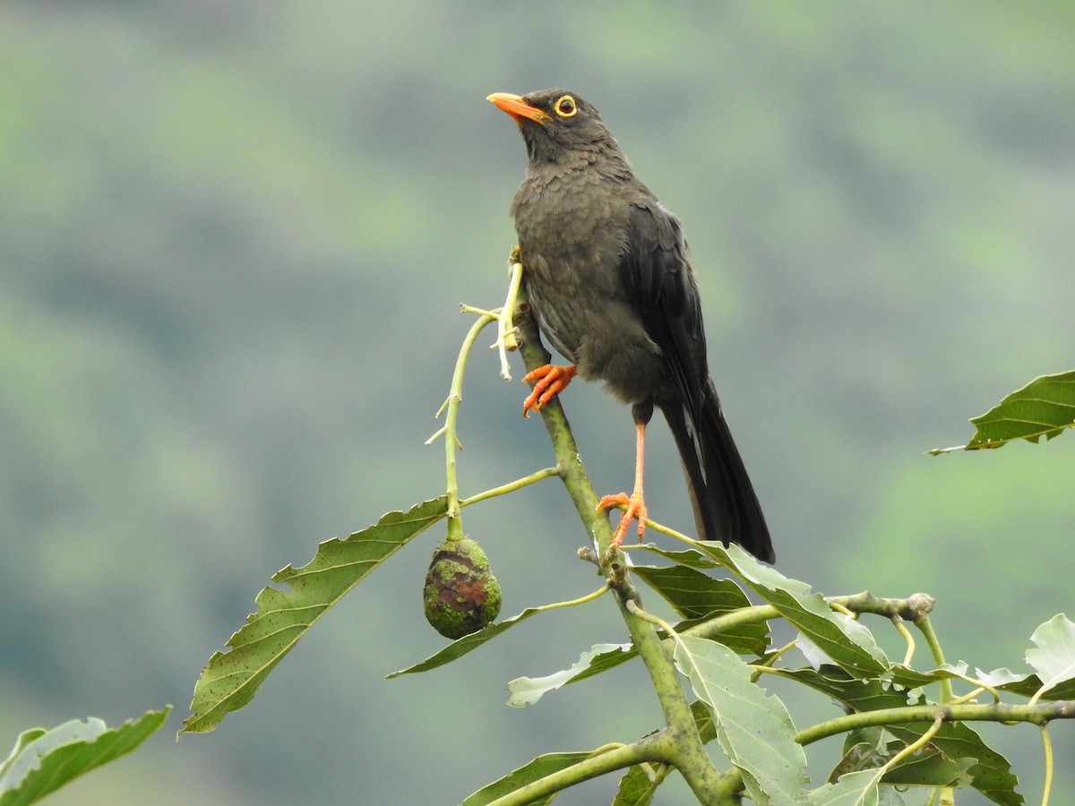 Great Thrush - ML618894436