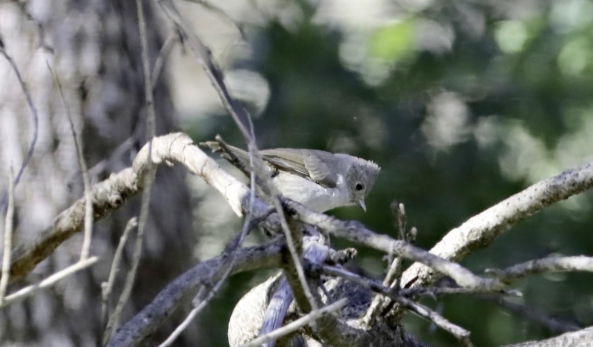 Oak Titmouse - ML618894453