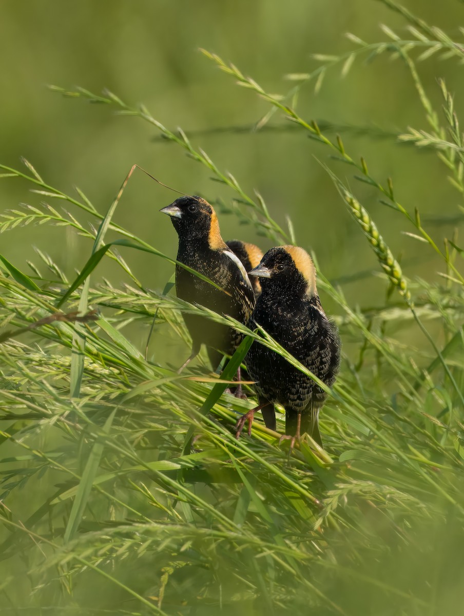 Bobolink - Pramod Prabhu