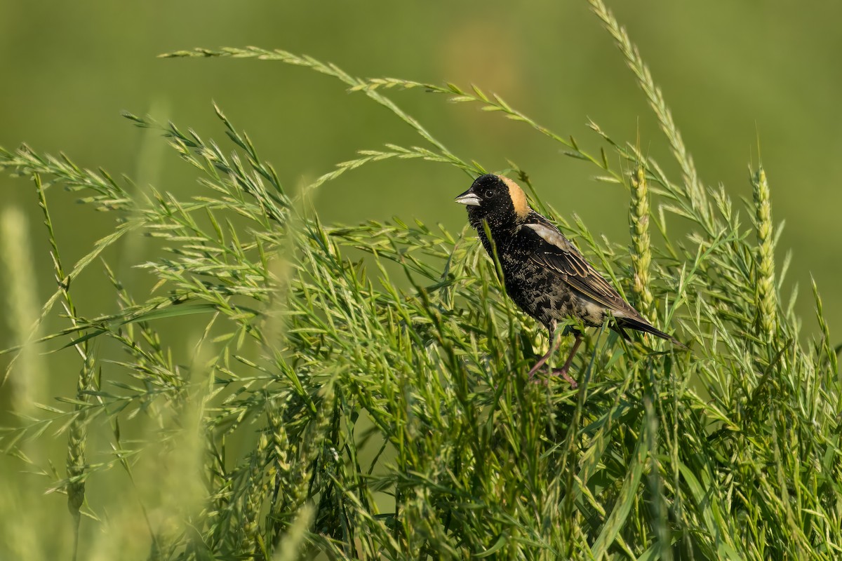 Bobolink - Pramod Prabhu