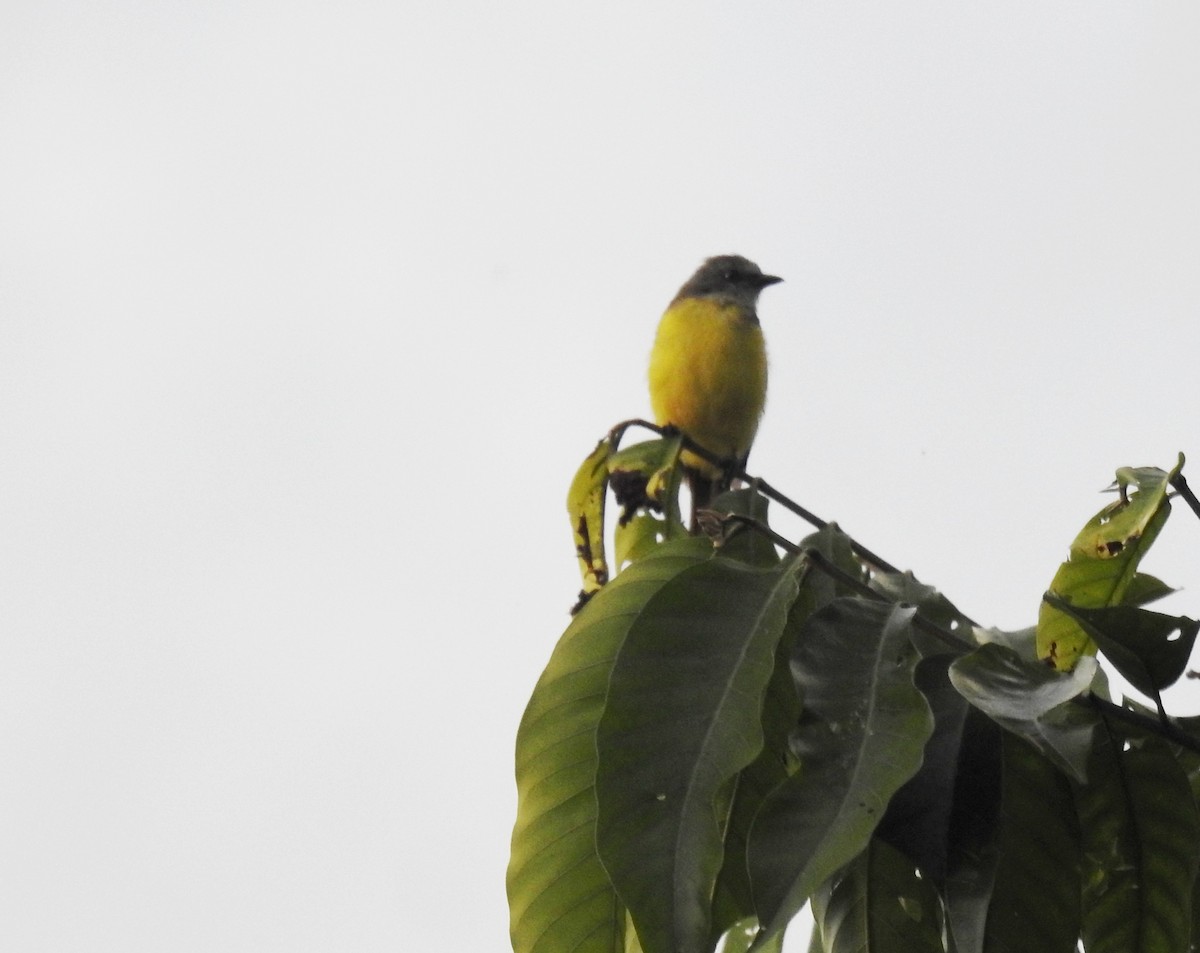 Gray-capped Flycatcher - ML618894465