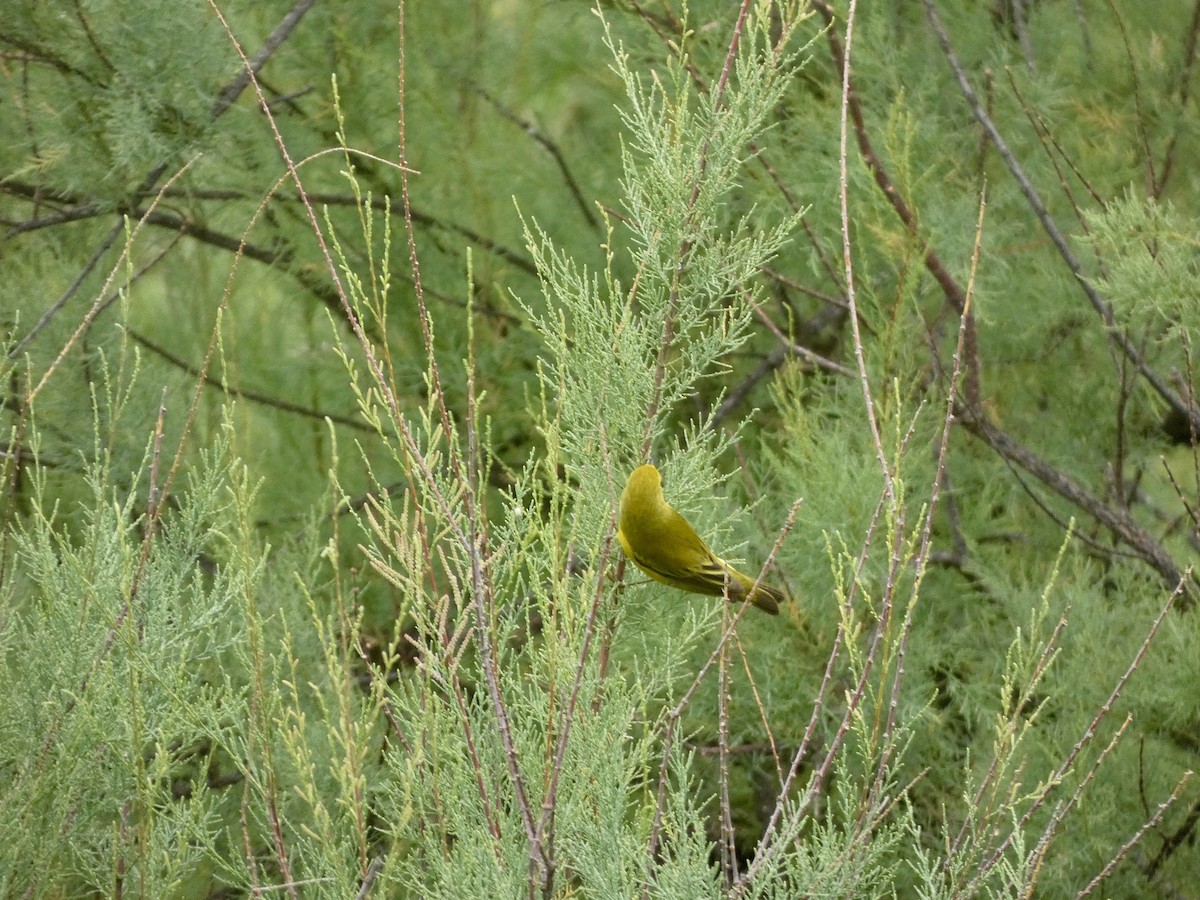 Yellow Warbler - Eddie Avellaneda